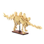 Dinosaurus fossielen Stegosaurus